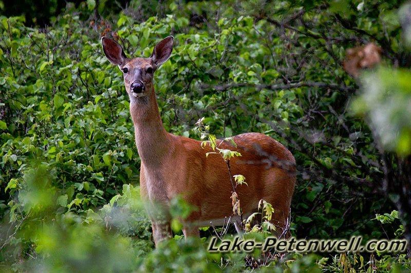 Lake Petenwell Deer