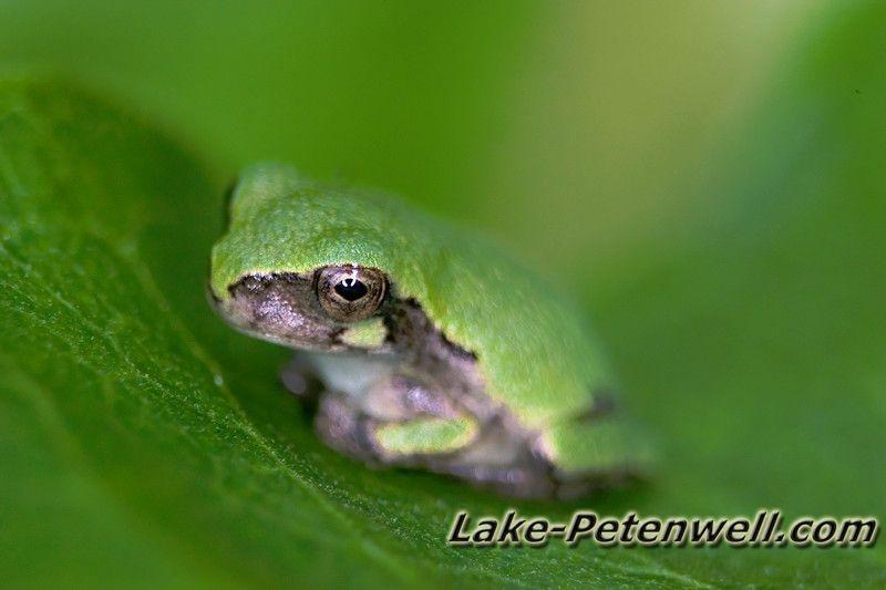 Tree Frog in Leaf