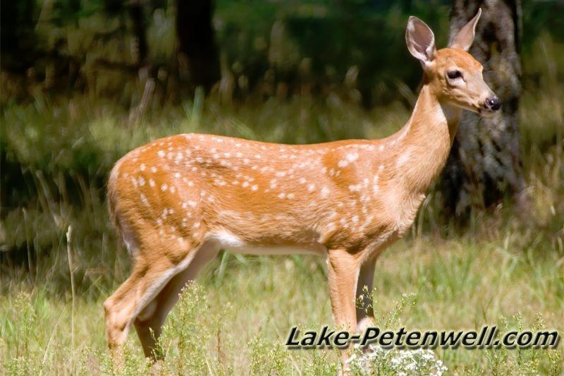 Lake Petenwell Wildlife Photos