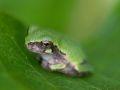 Tree Frog in Leaf
